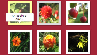 galeria flash