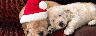 Christmas Puppies