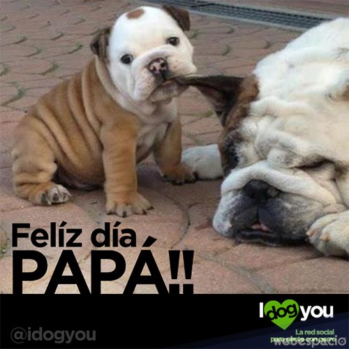 perrito_dia_del_padre