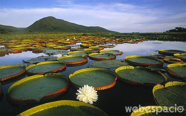 pantanal-brasil-naturaleza