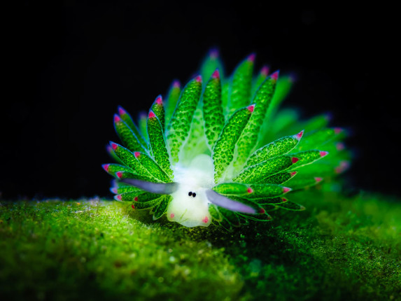 babosa-marina-oveja-hoja-costasiella-kuroshimae