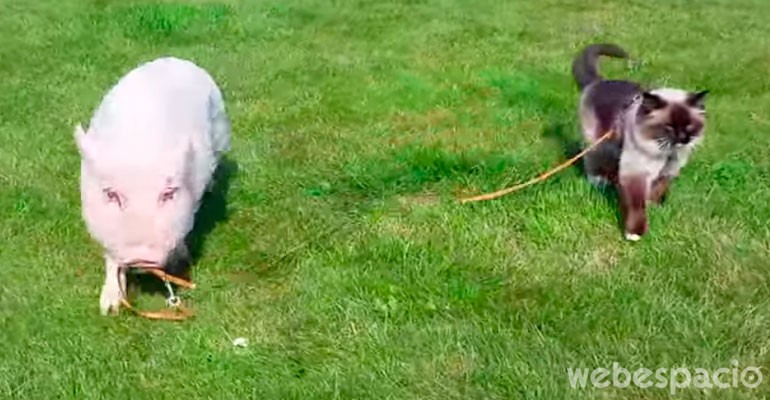 un gato y un cerdo son mejores amigos