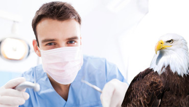 un habil dentista salva a ave malherida
