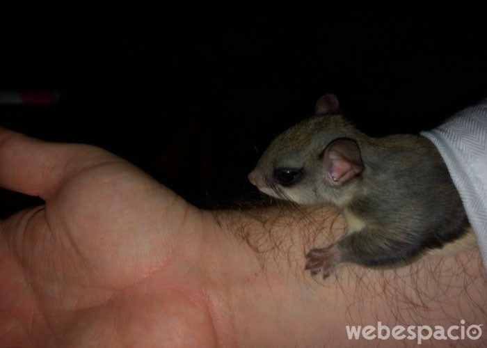 ardilla-animal-feliz