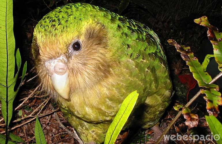 loro-kakapo