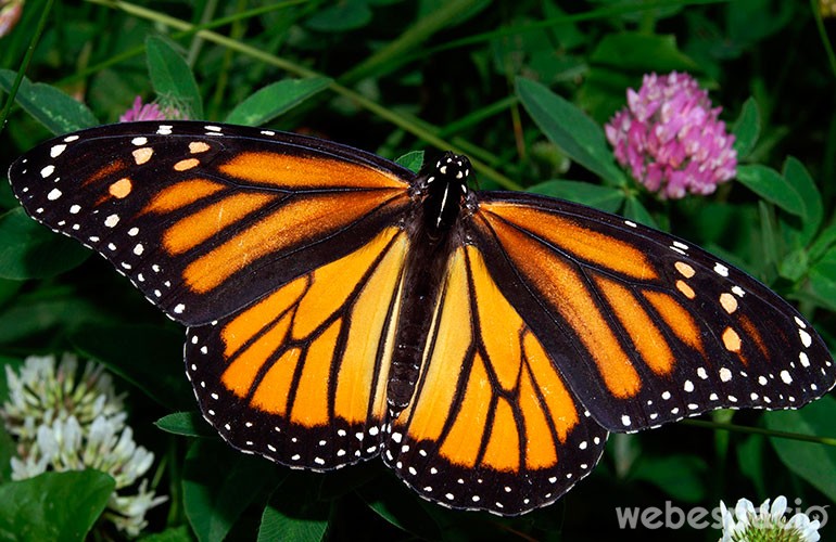 mariposa monarca en peligro