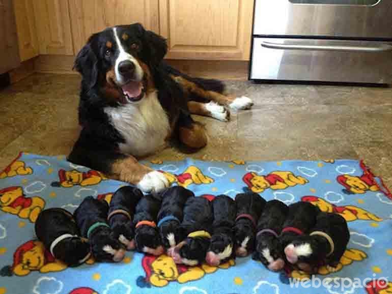 cuidando-a-los-cachorros