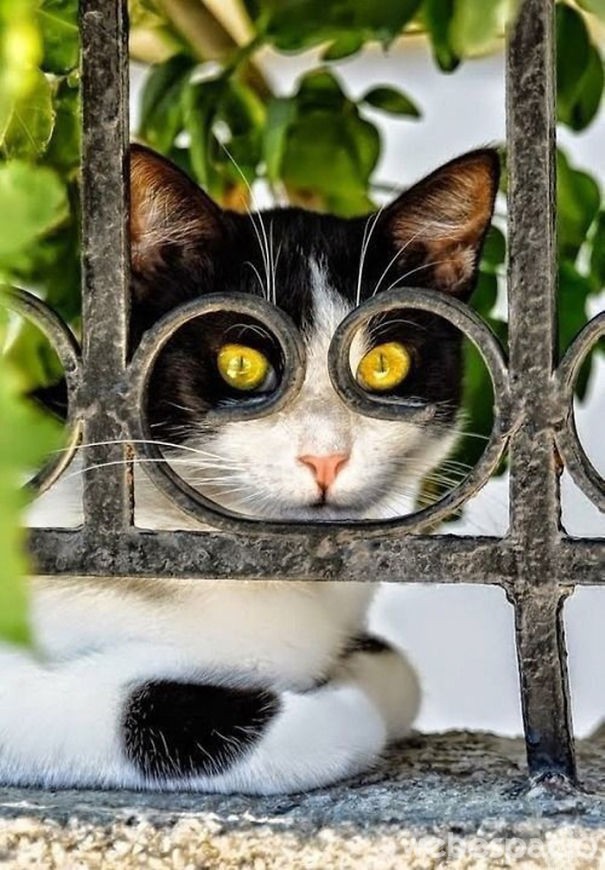 el-gato-espia