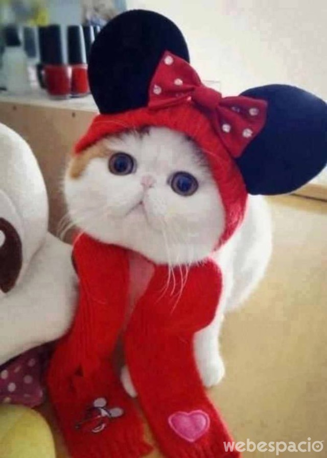 gato-al-estilo-mickey