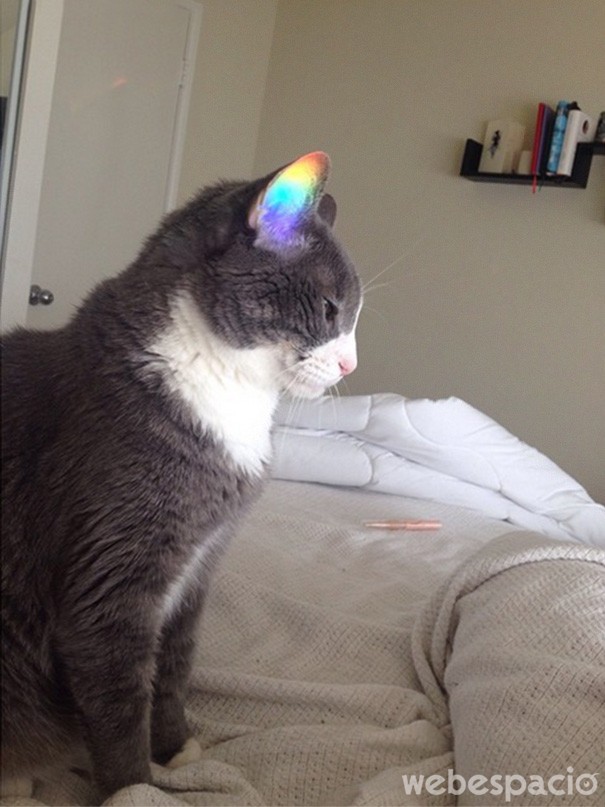 gato-arcoiris
