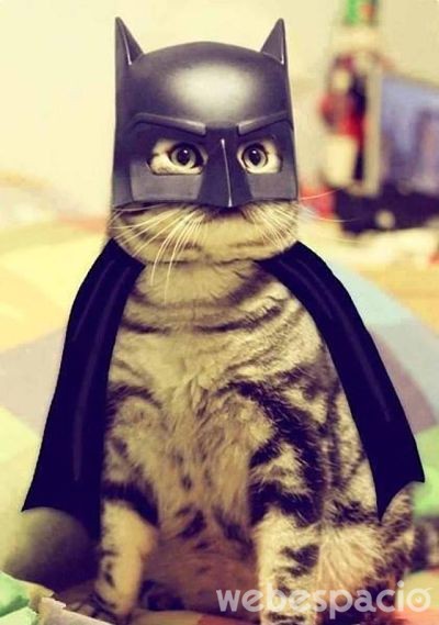 gato-batman_opt