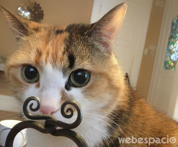 gato-con-bigotes