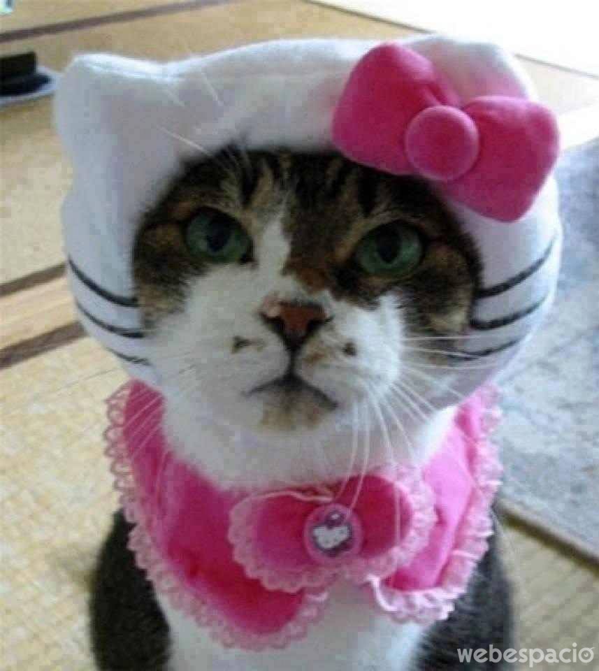 gato-hello-kitty