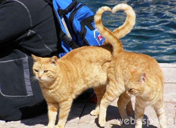 gatos-enamorados-y-sincronizados