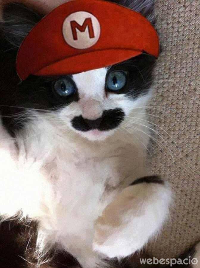 mario-bross-gato