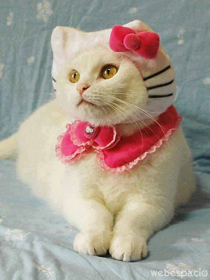 mas-de-hello-kitty