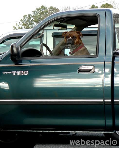 no-dejar-a-tu-mascota-en-el-auto