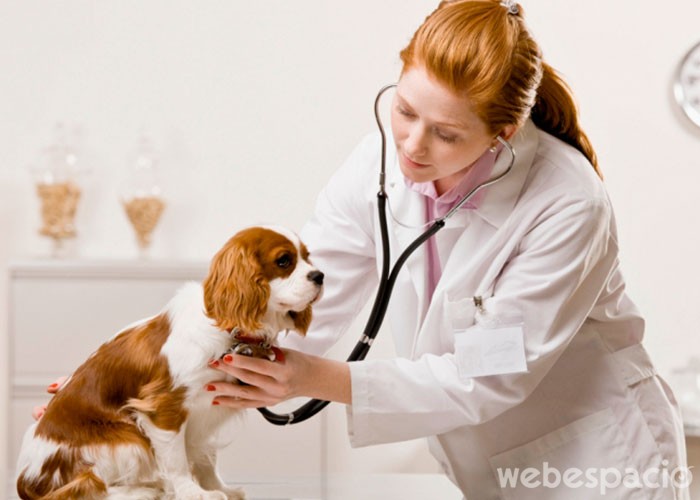 no-llevar-a-tu-perro-al-veterinario