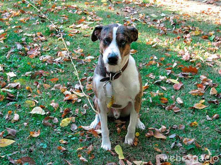 permitir que tu perro viva-fuera-de-casa