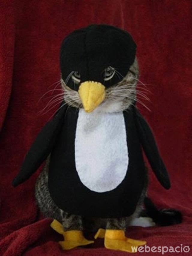 pinguino-gato