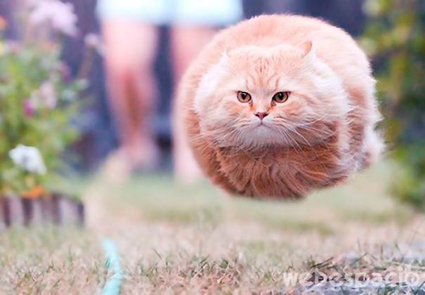 soy-un-gato-volador