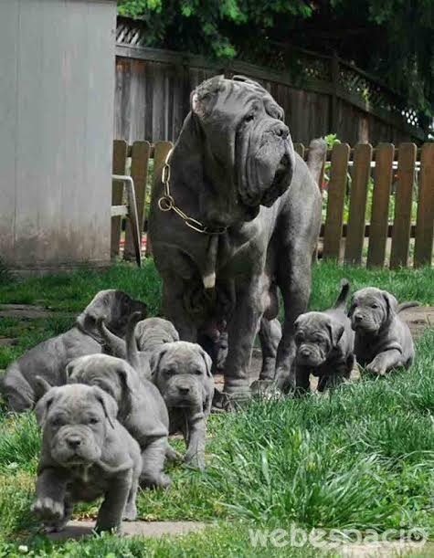 un-desfile-de-cachorros