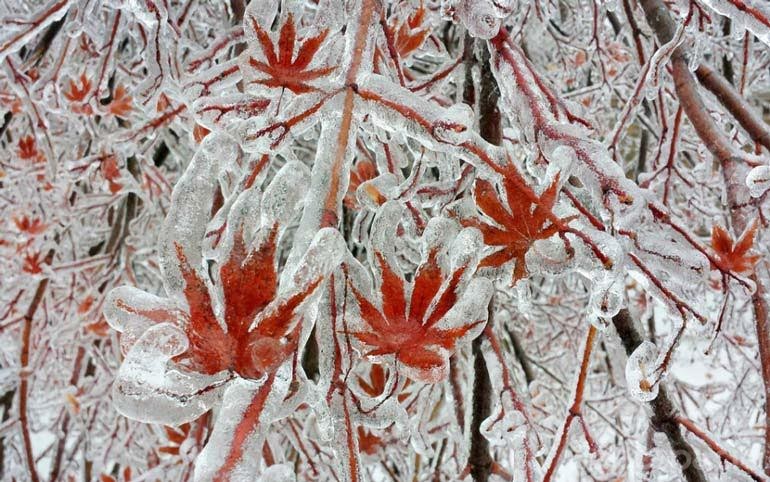 arboles-despues-de-la-tormenta-de-hielo