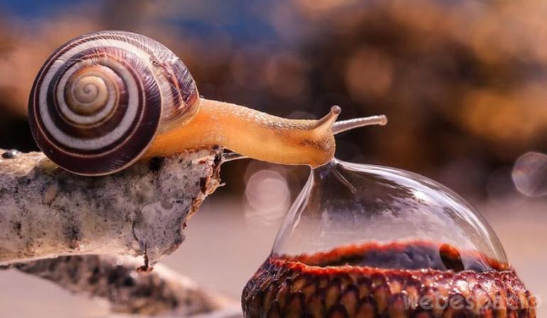 caracol-bebiendo-agua