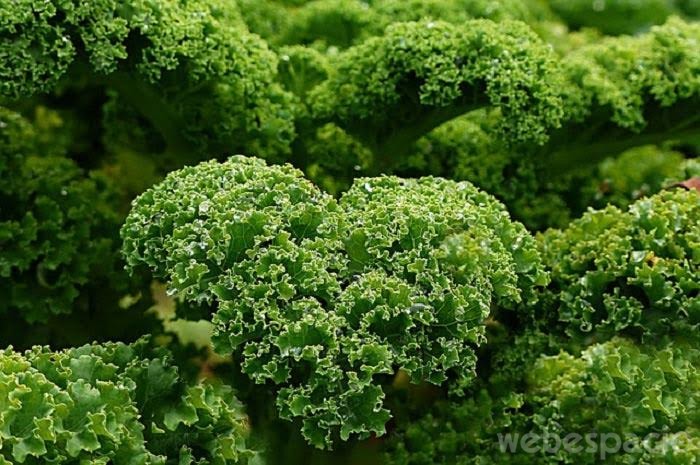 kale-col-rizada