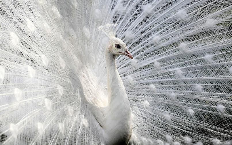 pavo-real-albino