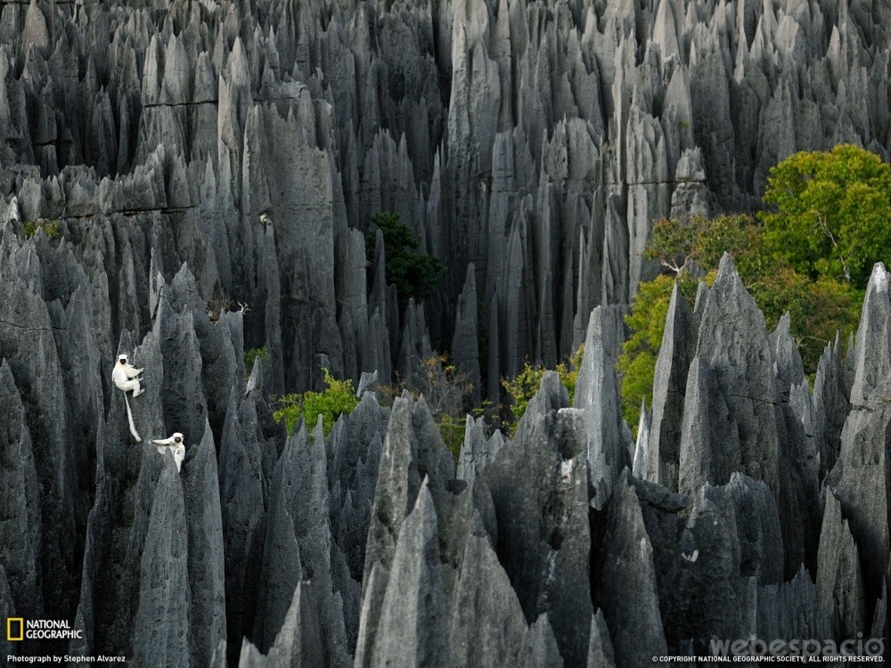 bosque-de-piedra