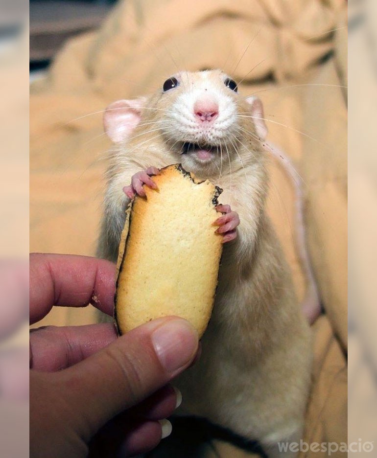 gracias por la comida fotografia