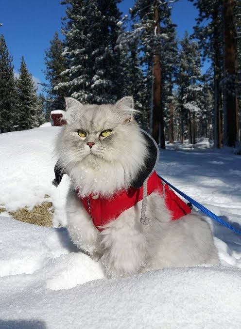 un-gato-en-la-nieve