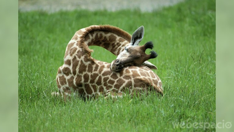 una jirafa esta durmiendo