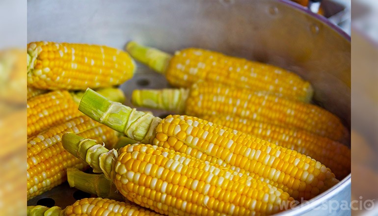 maiz alimento adictivo