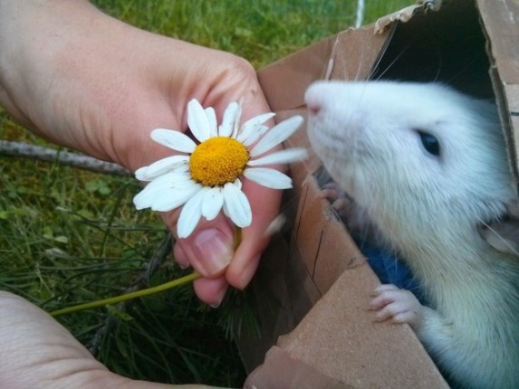 rata oliendo una flor