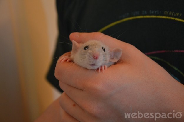 rata blanca bebe en una mano