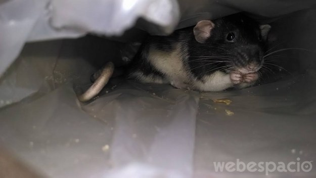 rata comiendo a escondidas