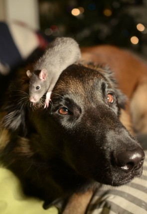 rata gris sobre perro negro