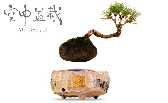 air bonsai