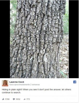 Serpientes camufladas en un arbol gris